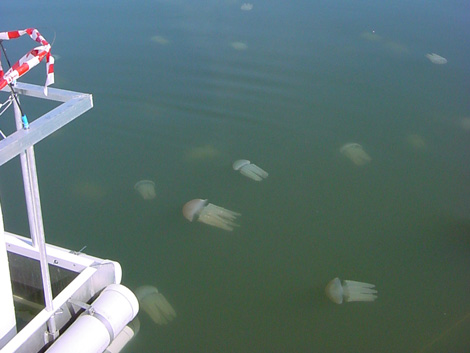 multiple mesocosms near the surface of the lake