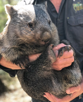 Man holding a cute wombat