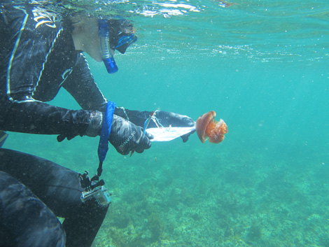 diver measuring crambione jellyfish