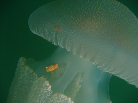 Isopod-Catostylus jellyfish