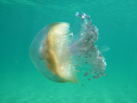 pseudorhiza jellyfish