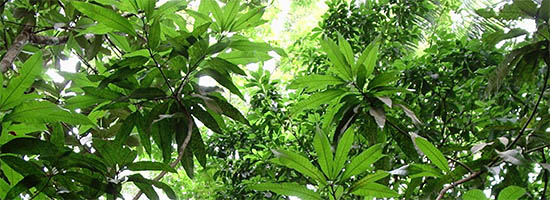 Amazon - primary forest