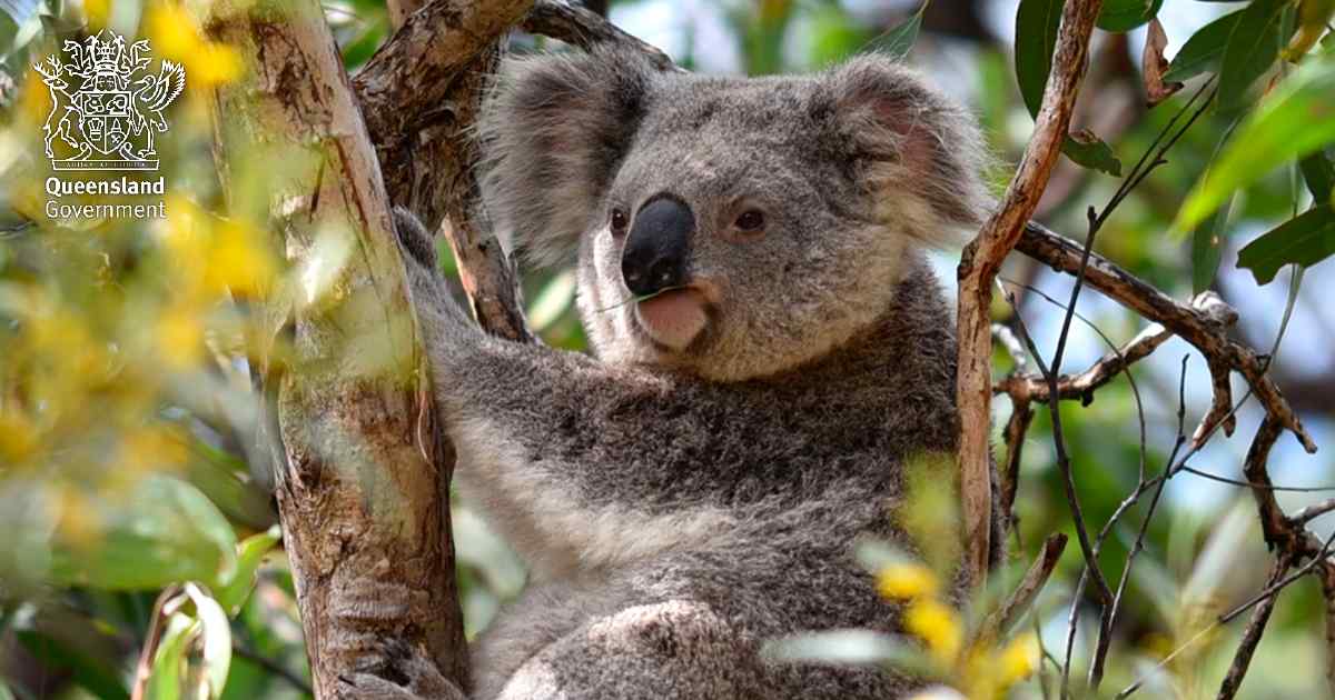 A koala eating some eucalyptus leaves