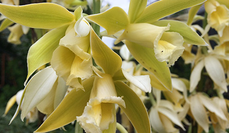 Gold coast campus biodiversity