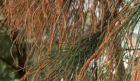 Nathan campus biodiversity