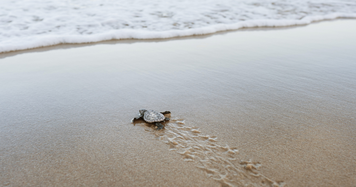A turtle hatchling crawling along the sand