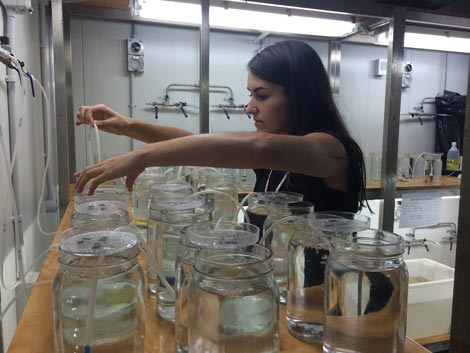 a scientist working on pesticide experiment