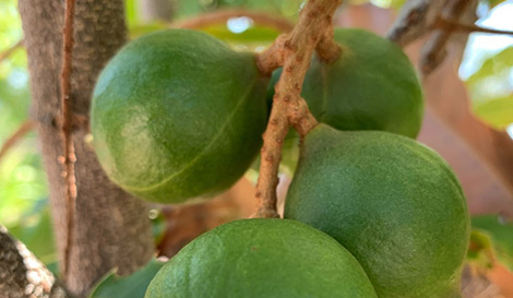 Logan campus biodiversity