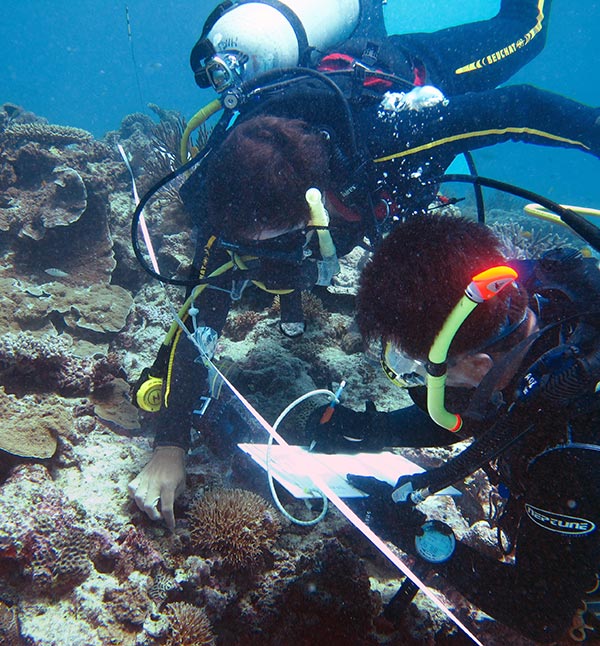 Two divers inspecting coral