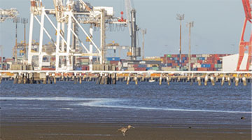 shorebird conservation