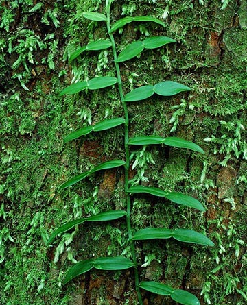 Image of a green plant