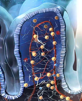 diagram of digestive system