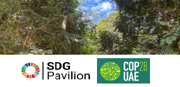 Climate & Canopy: Amplifying Action for SDG 13 & 15 through Primary Forest Conservation