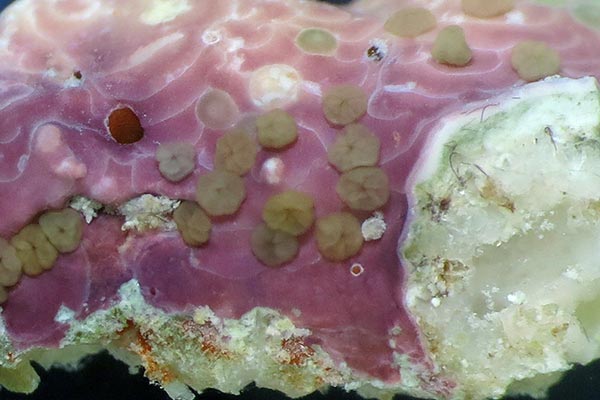 Coral larvae