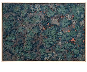 Overview (of the Australian bush)