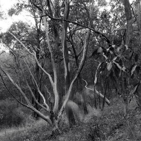 Rhiannon Whitaker, “Dancing through everyday Eden”, 2020, Archival ink on rag matte photo paper, 84.1 cm x 84.1 cm