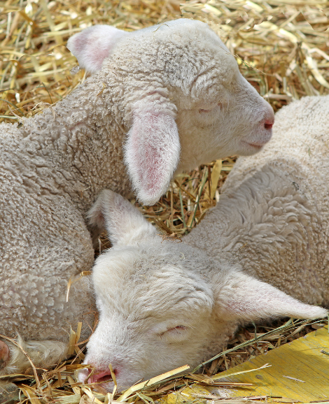 two lambs