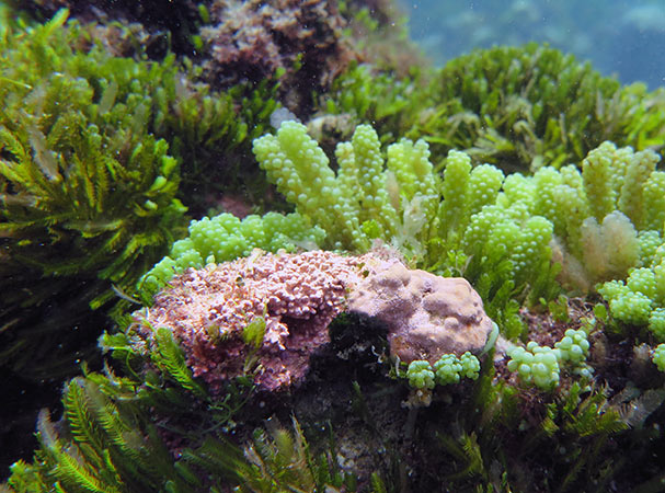 Crustose coralline algae - calcifying red algae