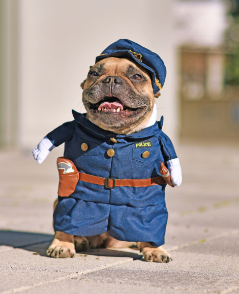 dog dressed up in police uniform