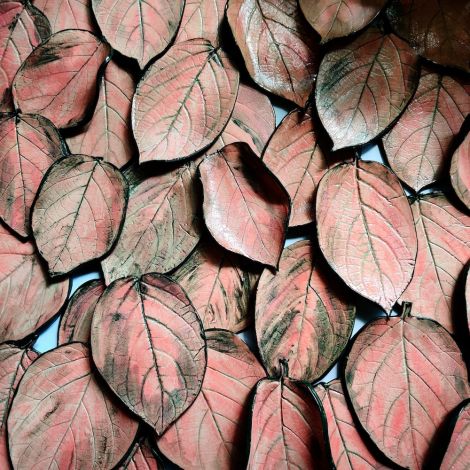 Paula de la Rua Cordoba, “Politicising Plants III”