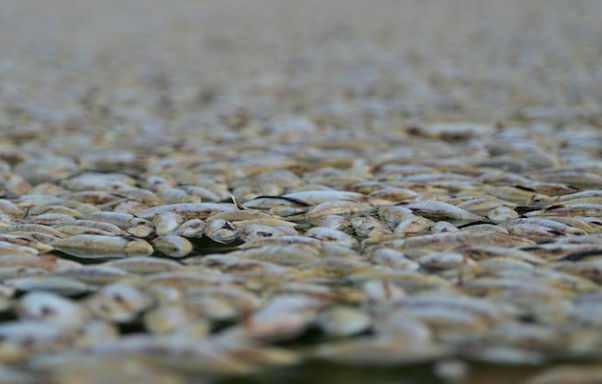 fish died in Menindee