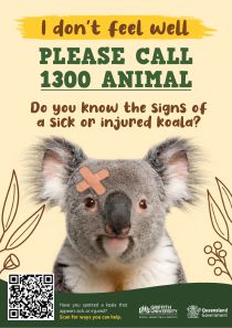 A poster for koala awareness that says I don't feel well, do you know the signs of a sick or injured koala? Please call 1300 animal.