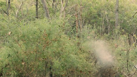 Rhiannon Whitaker, “Human (nature)”, 2020, Archival ink on custom matte wallpaper, 225 cm x 400 cm