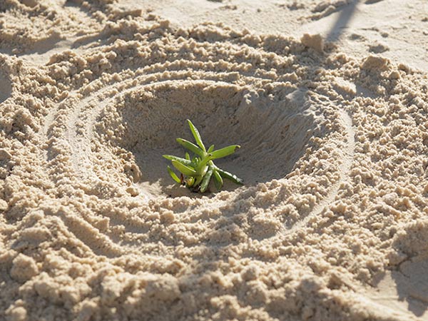 Small plant growing in sand