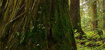 New study provides first-ever map-based assessment of continental US mature and old-growth forests