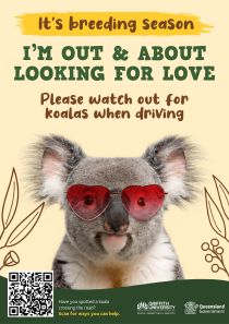 A poster for koala awareness that says it's breeding season, please watch out for koalas when driving.