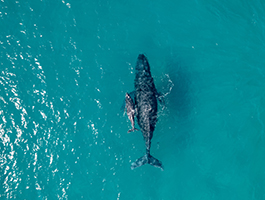 Birds-eye view of a whale and her calf