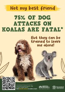 A poster for koala awareness that says it's breeding season, please watch out for koalas when driving.