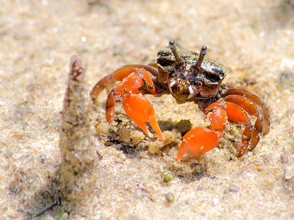 Orange crab