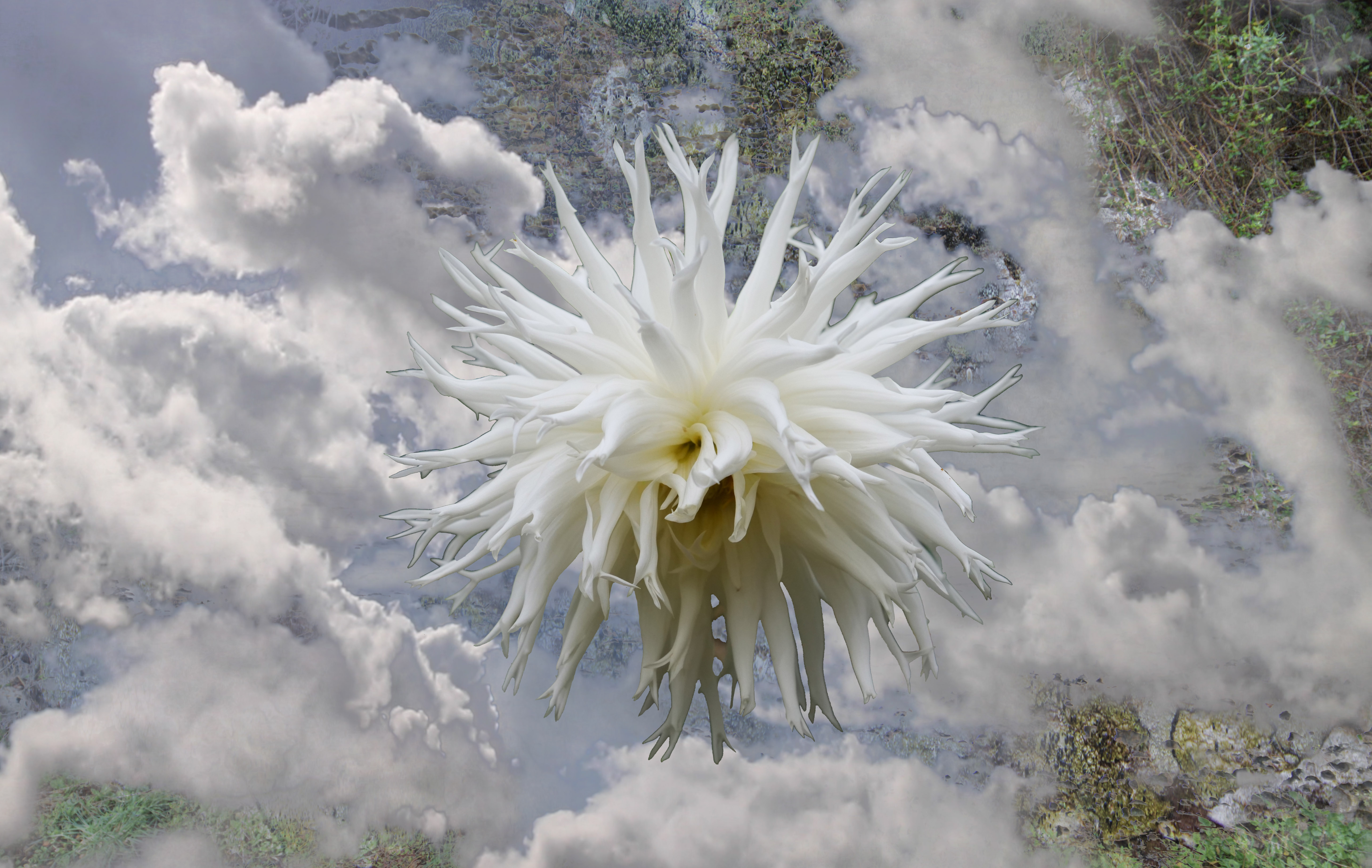 A white flower centered and floating in a cloudy sky with patches of foliage