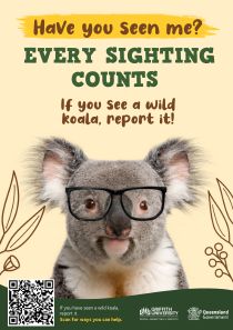 A poster for koala awareness that says have you seen me? If you see a wild koala, report it.