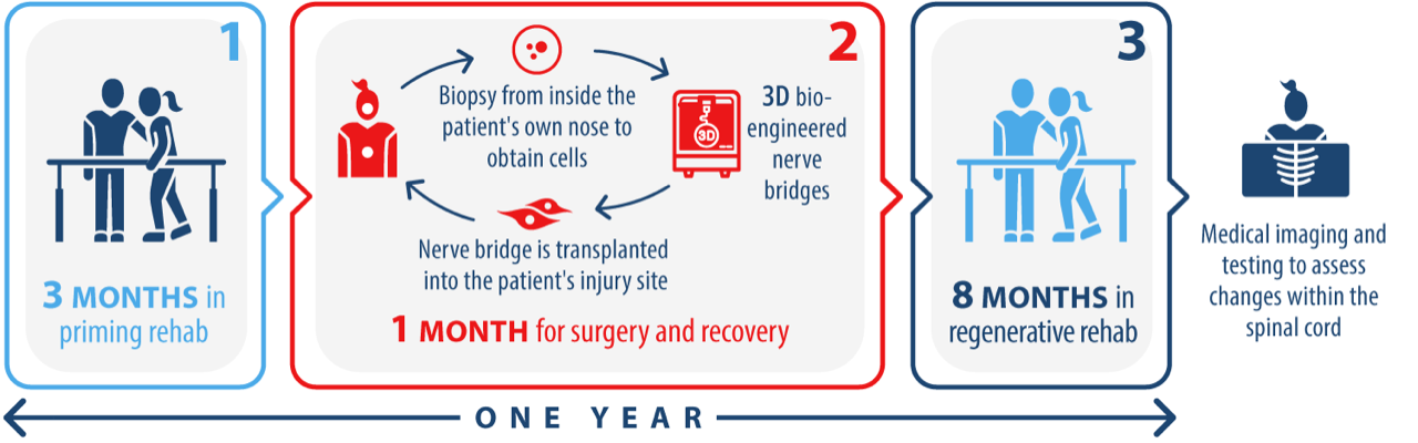Infographic of the clinical trial process for the group which will not receive the cell transplantation. The trial will proceed as 3 months of priming rehabilitation, then the treatment involving nasal biopsy extraction, cell transplantation surgery and 1 month of recovery, then 8 months of regenerative rehab and final medical imaging and psychological testing.